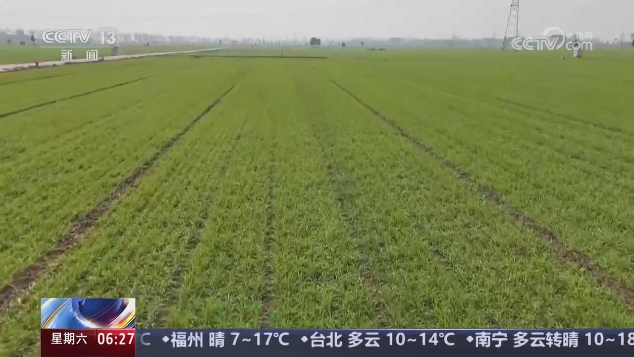 【央視關注河南】“五良”集成技術助力 糧食產量邁上新臺階