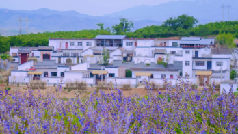 产业“兴”、腰包“鼓”……河南这个村靠“抱团”强村富民了