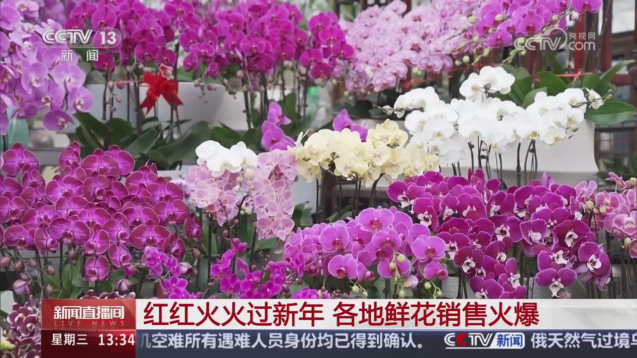 【央視關注河南漯河】紅紅火火過新年 鮮花銷售火爆