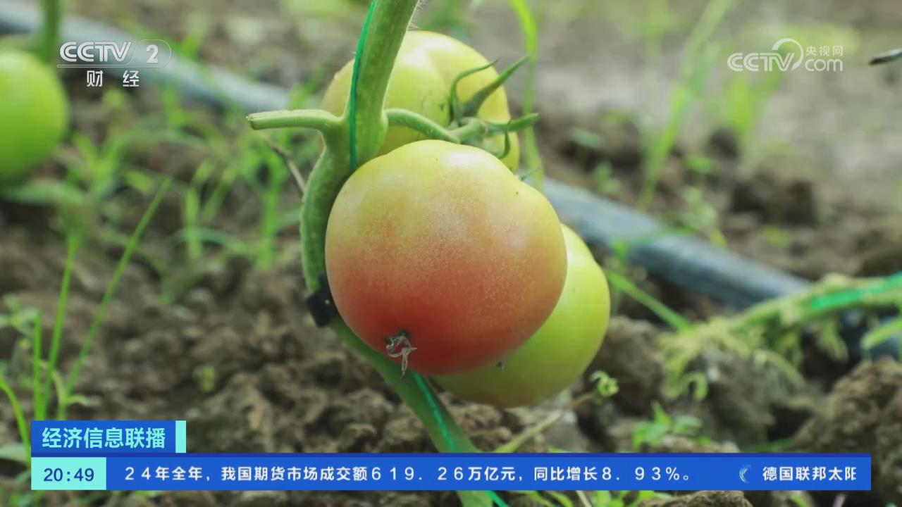 【央視關注河南南陽】氣溫下降 多措并舉保障節前“菜籃子”供應