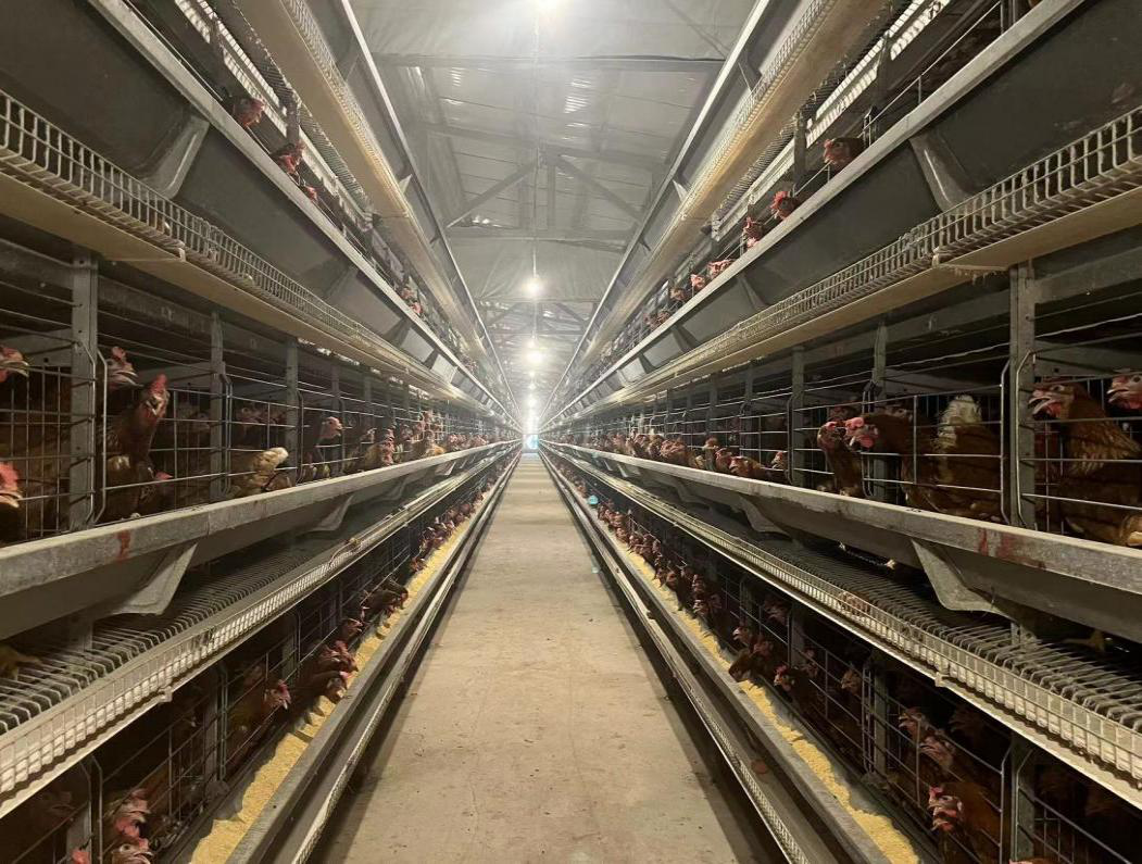 息县：一枚“小”鸡蛋，孵出乡村振兴“大”产业