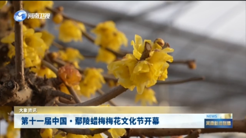 第十一届中国·鄢陵蜡梅梅花文化节开幕