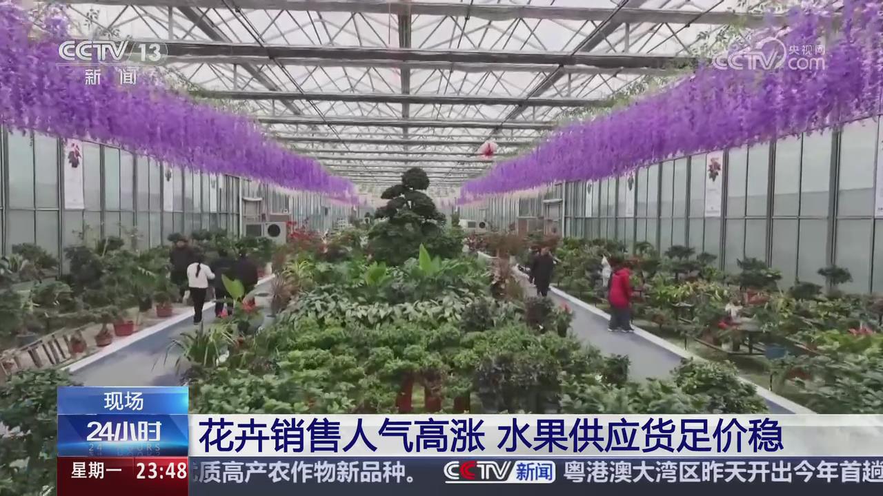 【央視關(guān)注河南濮陽安陽】春節(jié)臨近 花卉銷售人氣高漲