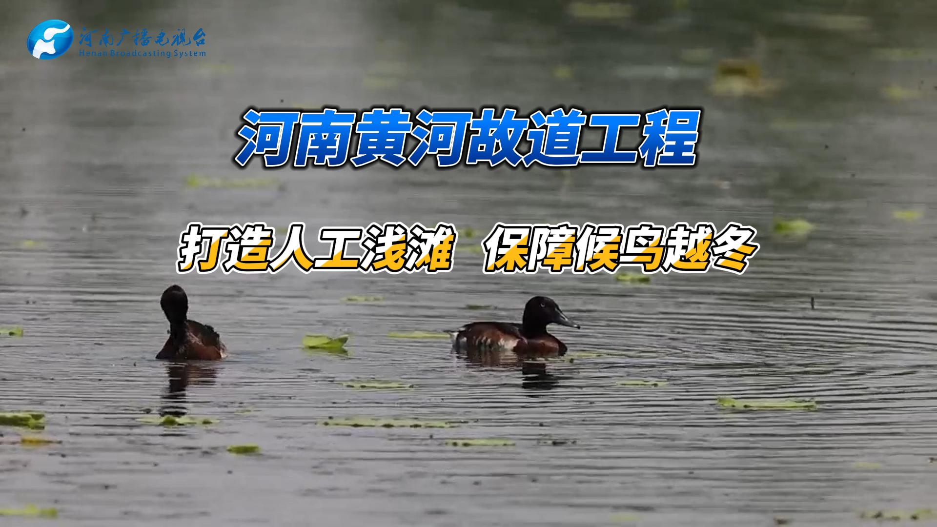 河南黄河故道工程：提前打造人工浅滩 保障候鸟越冬