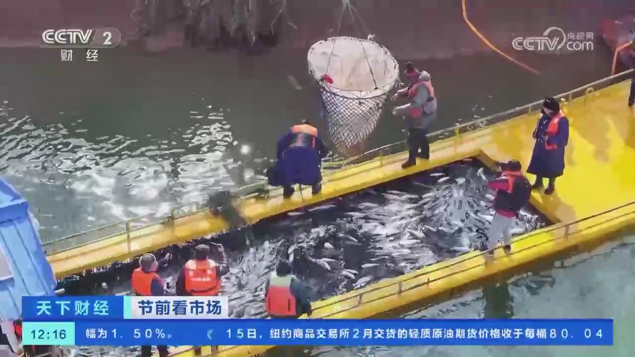 【央視關注河南嵩縣】陸渾水庫冬捕忙