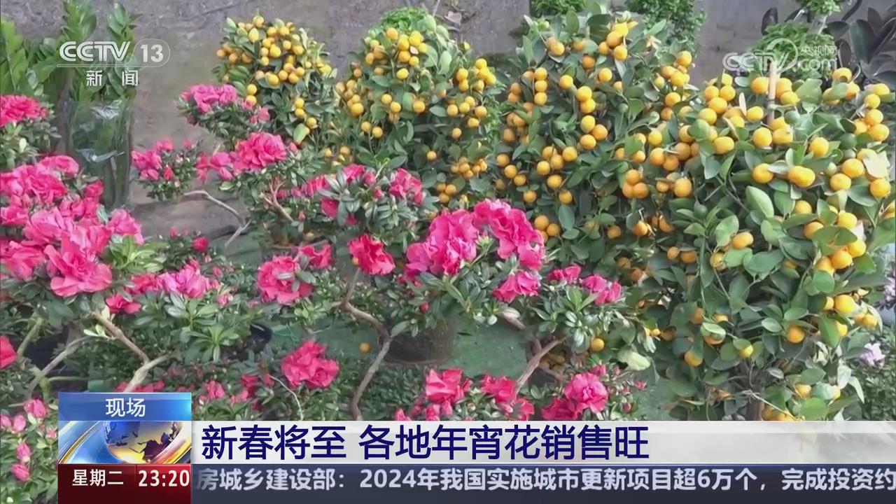 【央視關注河南太康】新春將至 年宵花銷售旺
