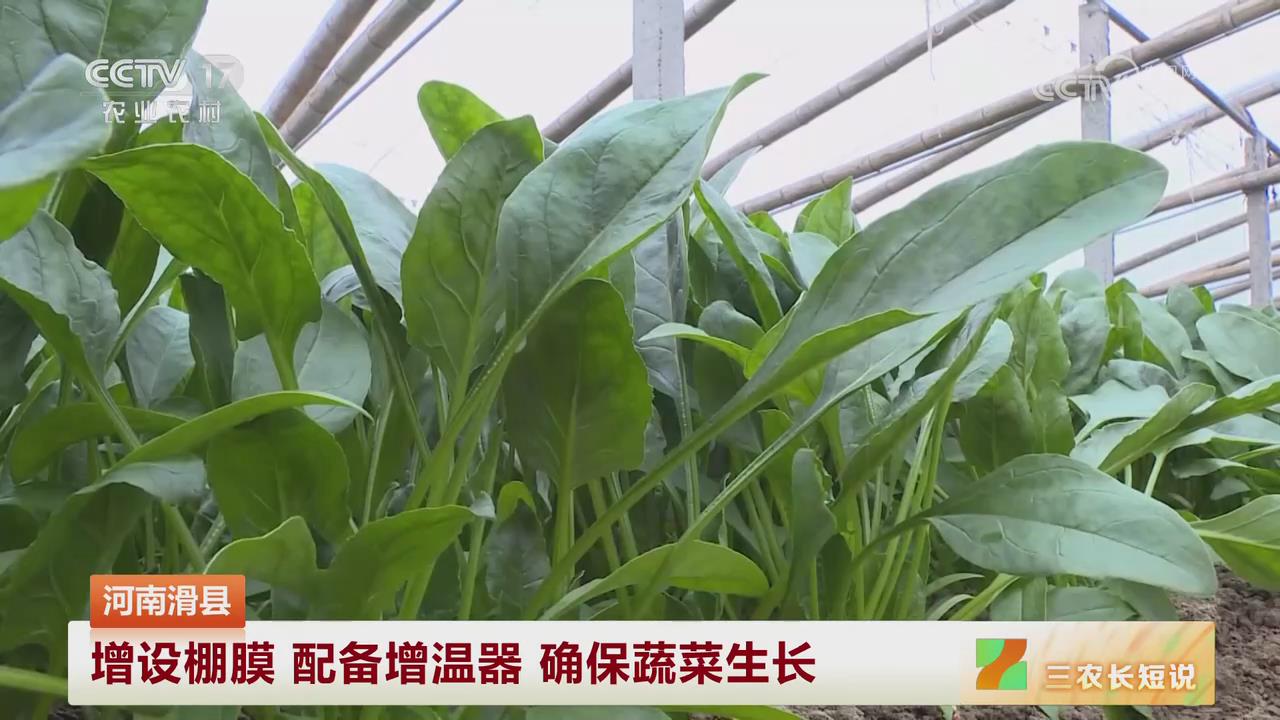 【央視關注河南滑縣】增設棚膜 配備增溫器 確保蔬菜生長