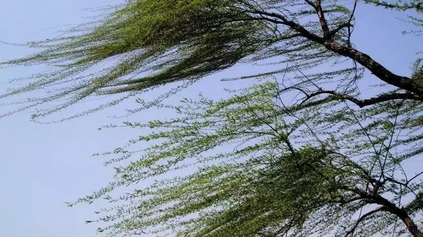 河南多地發布大風藍色預警！部分城市目前四預警狀態！