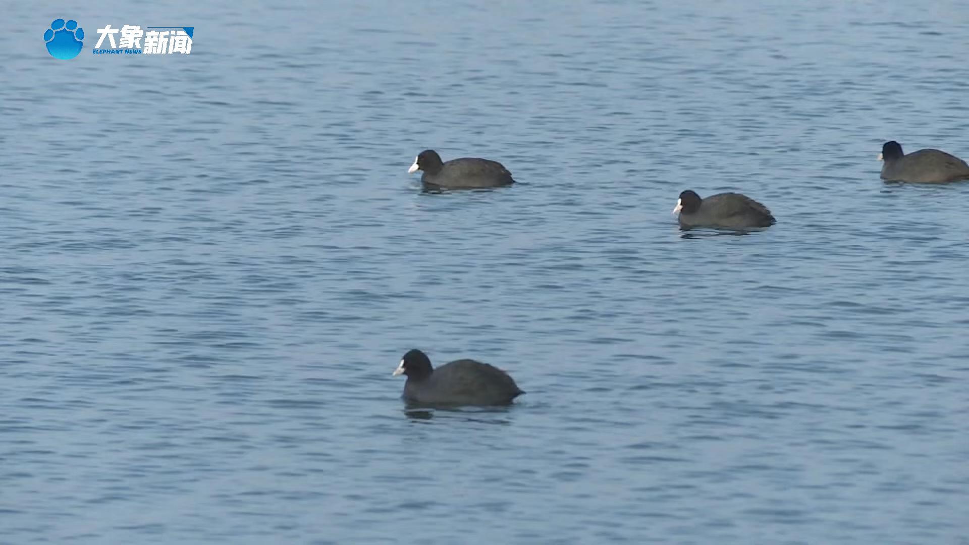 河南淮阳：白骨顶鸡闹春 绘就生态美景