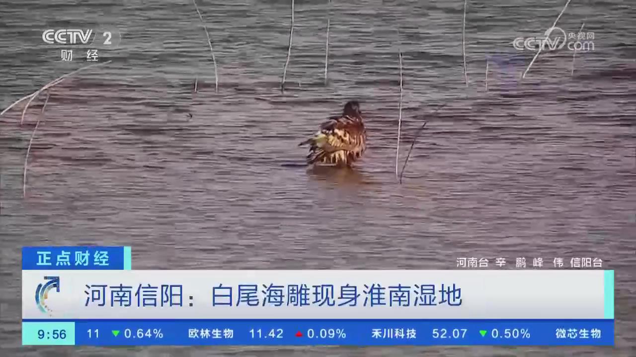 【央視關注信陽淮濱】白尾海雕現身淮南濕地