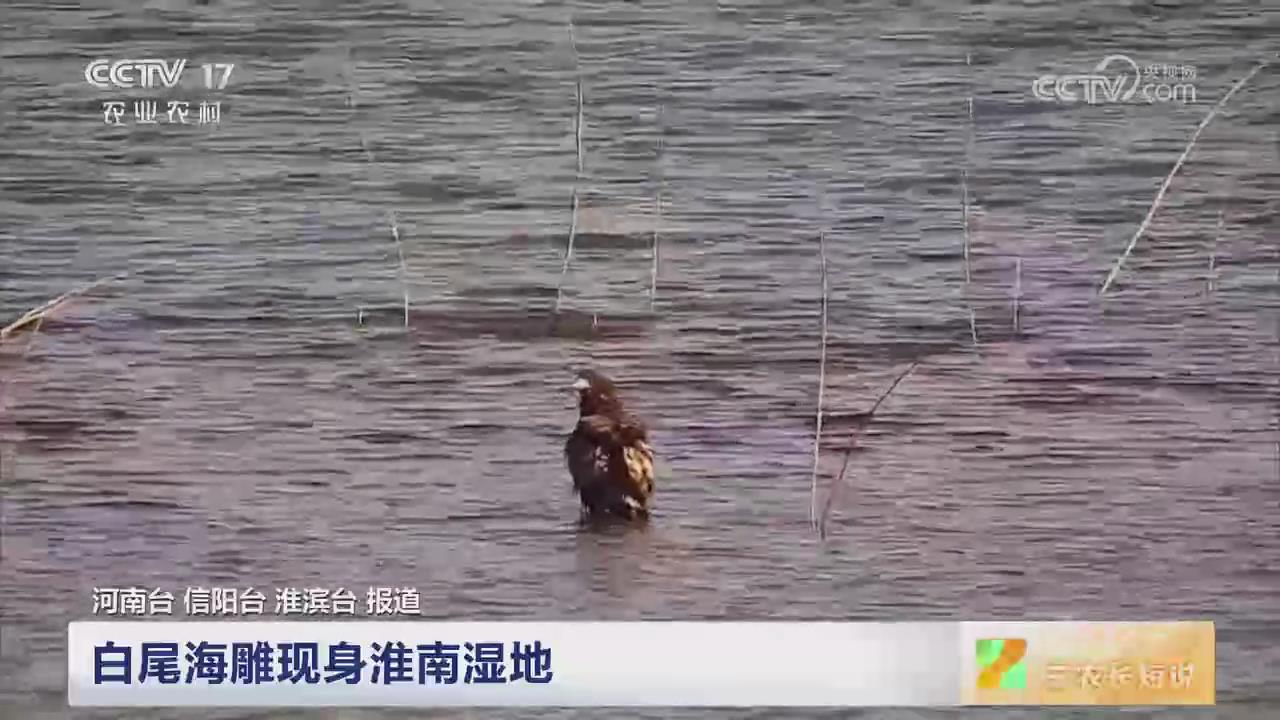 【央視關注河南信陽】白尾海雕現身淮南濕地