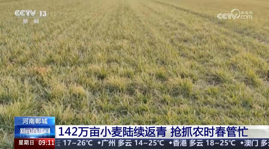 【央視關注周口鄲城】142萬畝小麥陸續返青 搶抓農時春管忙