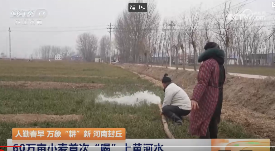 【央視關(guān)注封丘】60萬畝小麥?zhǔn)状巍昂取鄙宵S河水