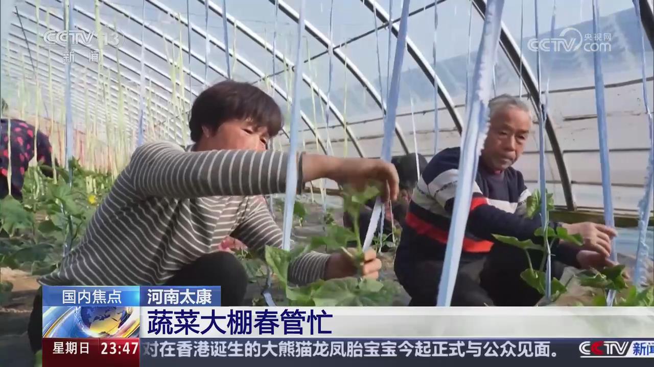 【央視關(guān)注河南太康】蔬菜大棚春管忙