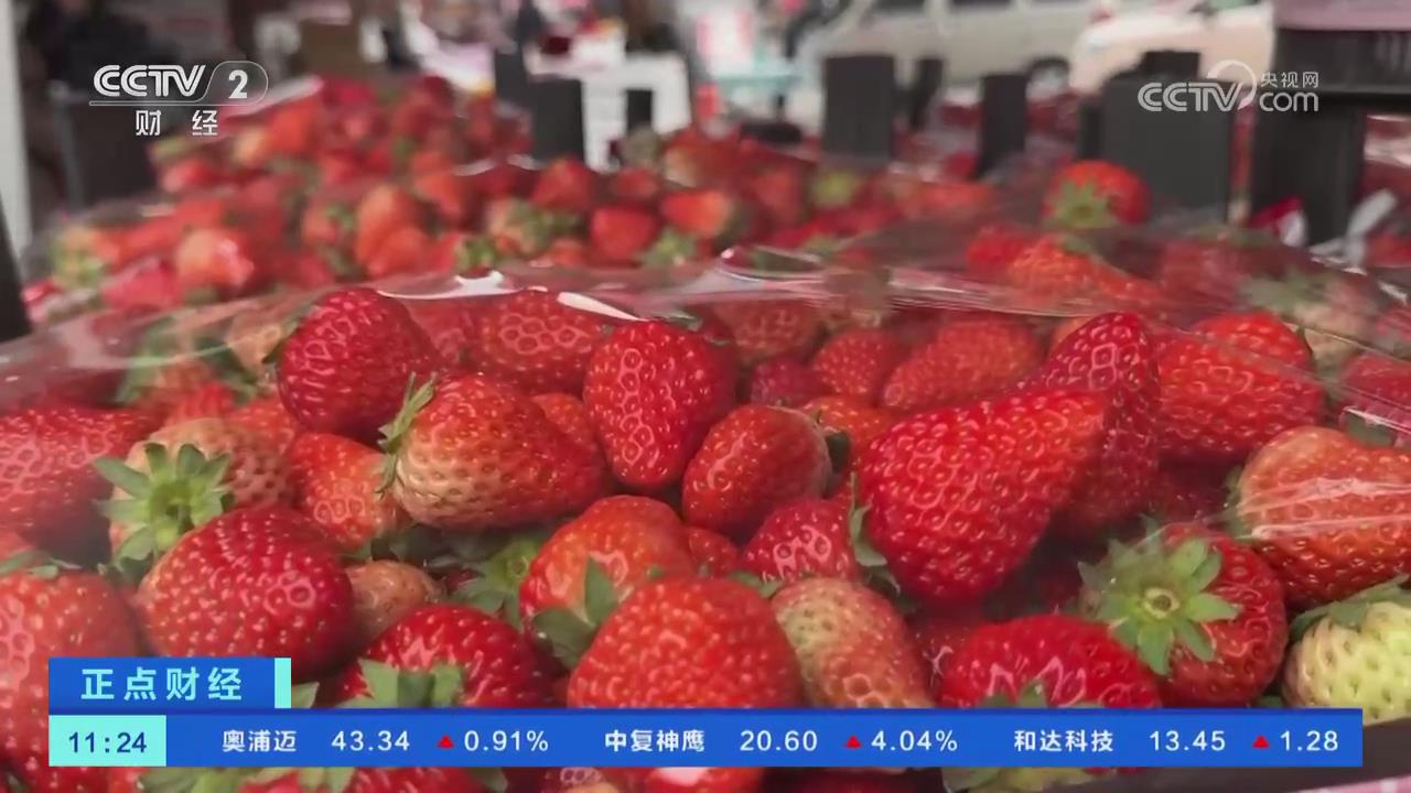 【央視關(guān)注河南鄭州】草莓迎上市高峰 價格回落明顯