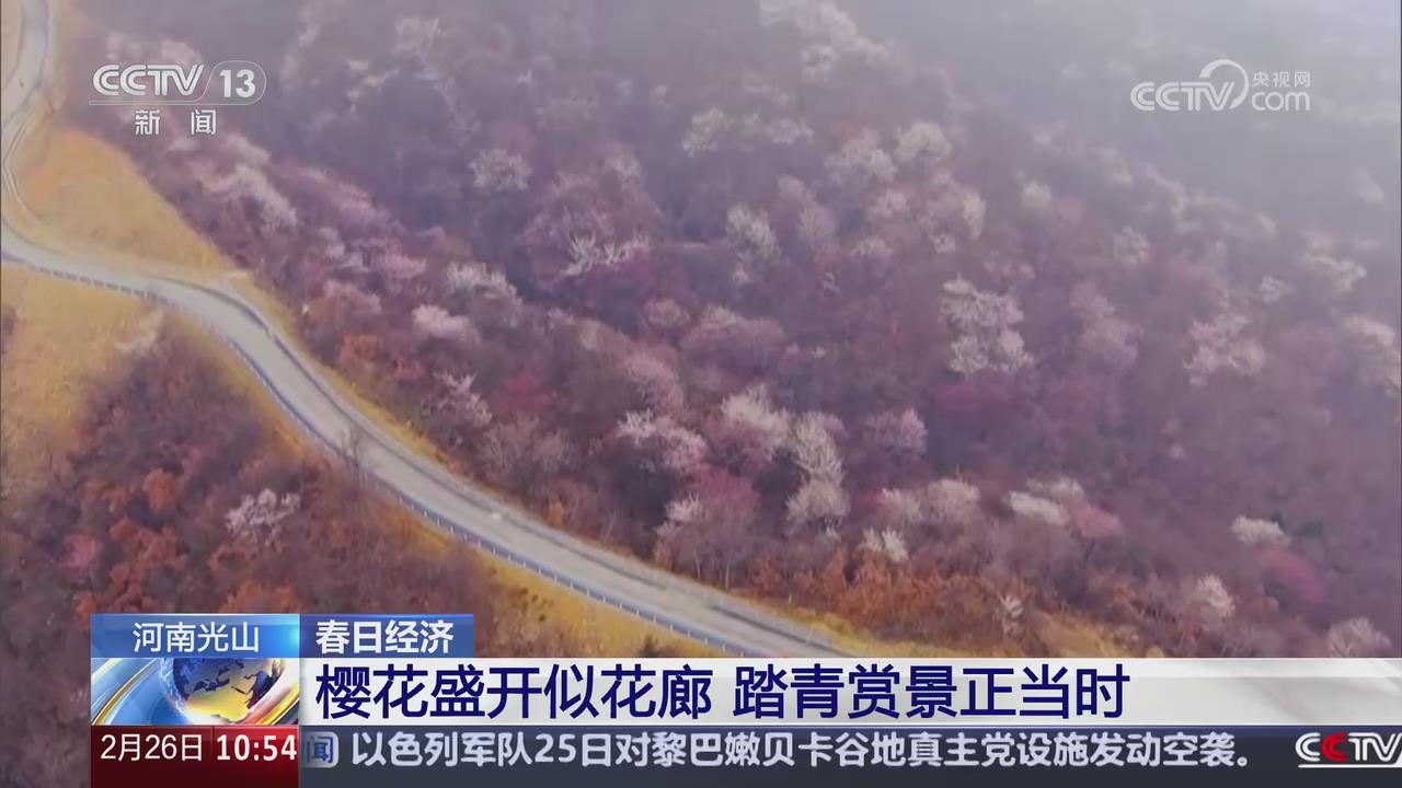 【央視關注河南光山】櫻花盛開似畫廊 踏青賞景正當時