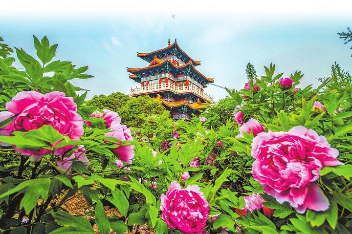 接下來的洛陽，將“爭奇斗艷”（十大名品牡丹提前劇透）！