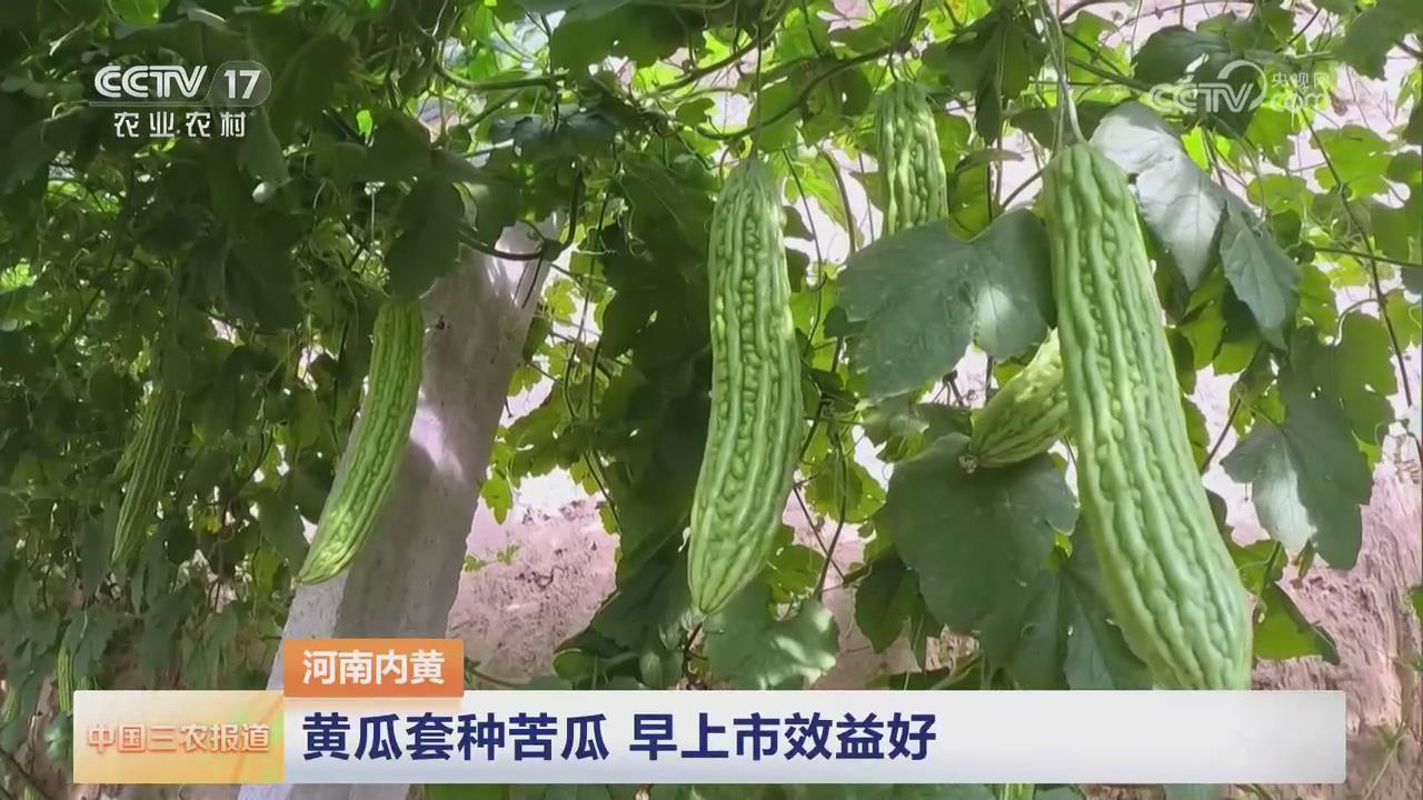 【央視關注河南內黃】黃瓜套種苦瓜 早上市效益好