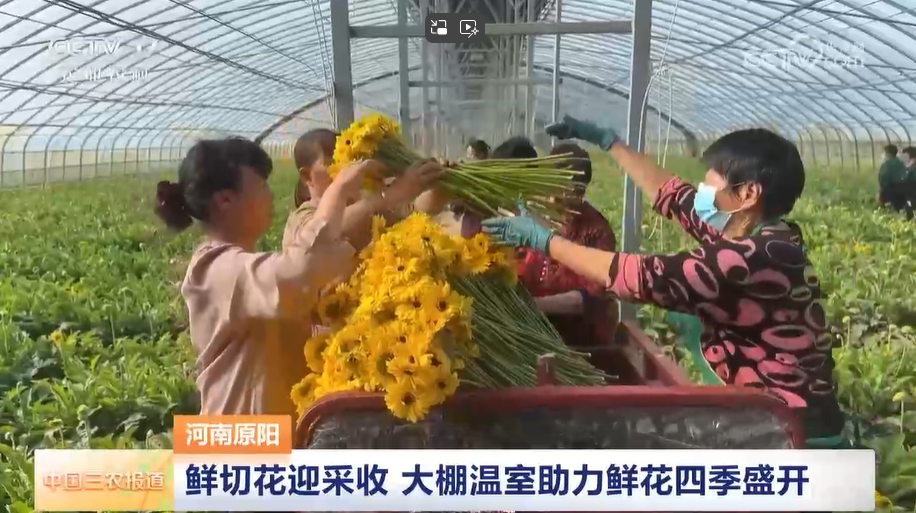 【央視關注新鄉原陽】鮮切花迎采收 大棚溫室助力鮮花四季盛開