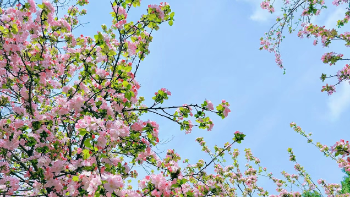 错过等一年！郑州春季赏花指南来啦！（附实用拍照技巧）