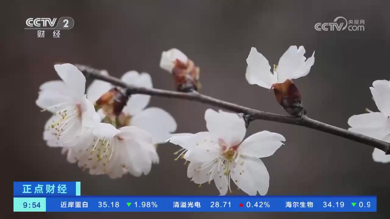【央視關注河南商城】梅花和野櫻花進入盛花期 游客踏青尋芳