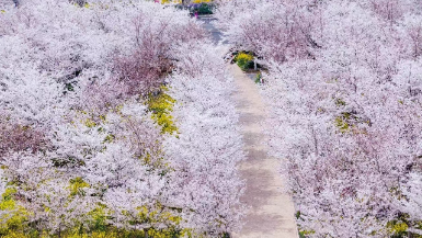 繁花满城赏春正当时！郑州春天赏花汇总来啦！