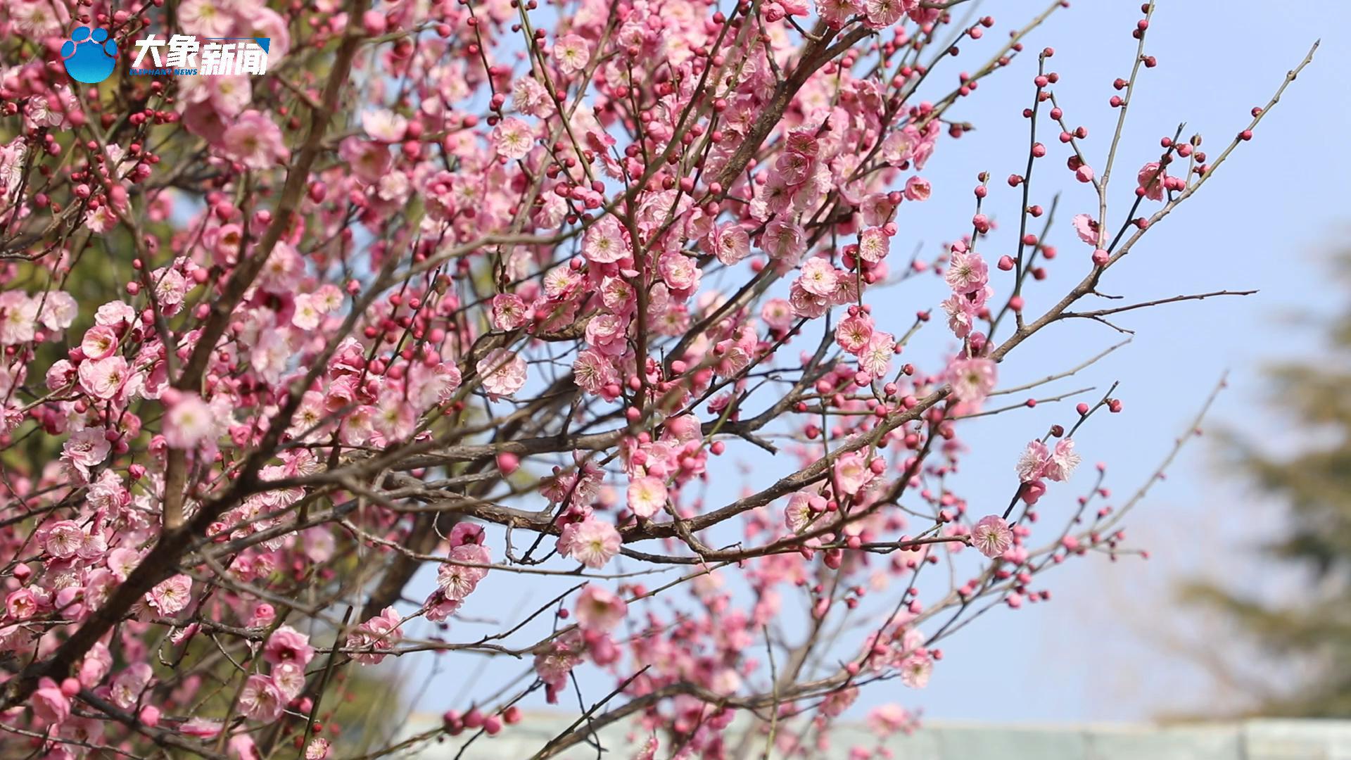 河南社旗：梅花绽放 春意浓