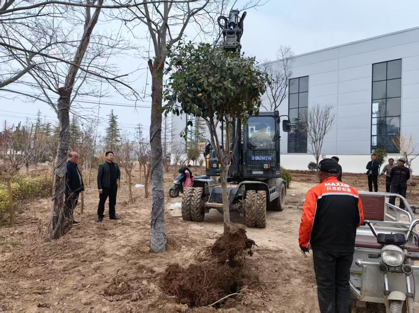 商丘示范区周集乡丨春风吹新绿 植树正当时