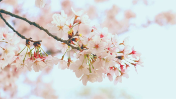 郑州近期赏花哪里去？这5个公园里装满了春天！