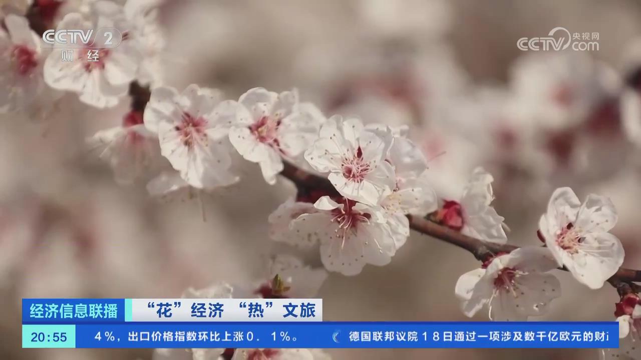 【央視關(guān)注河南商丘】萬畝杏花盛放 游客紛至沓來