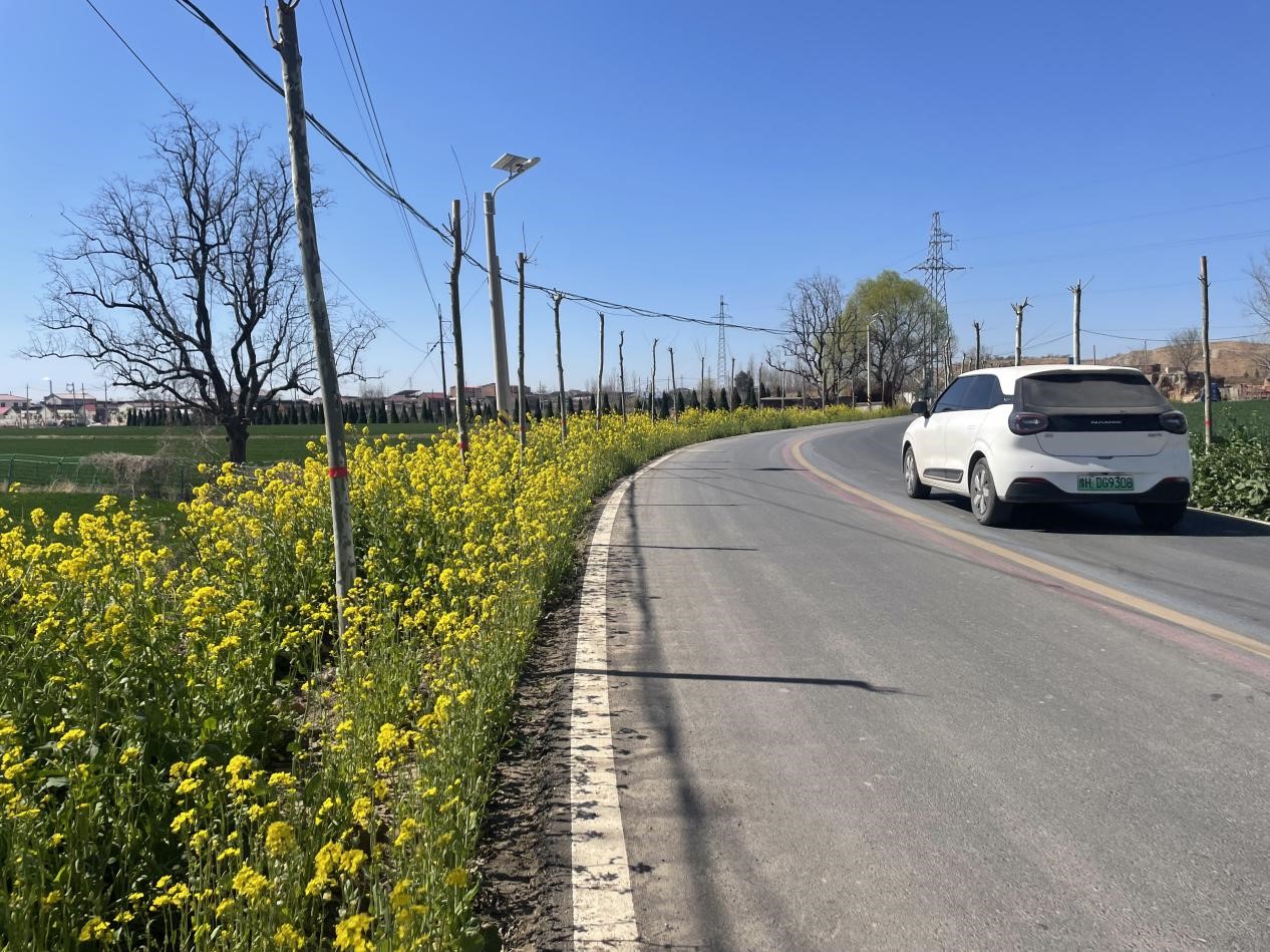 油菜花海赋丰收 绘就春日好风景