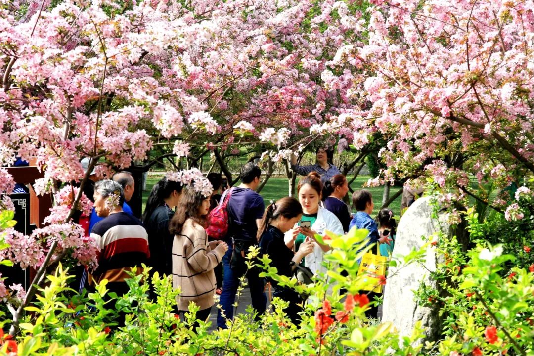 听说你在找花？郑州这儿的海棠开了！