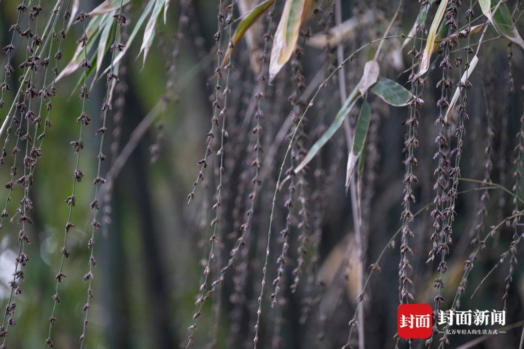 成都竹子开花,错过再等60年!原来竹子的花长这样
