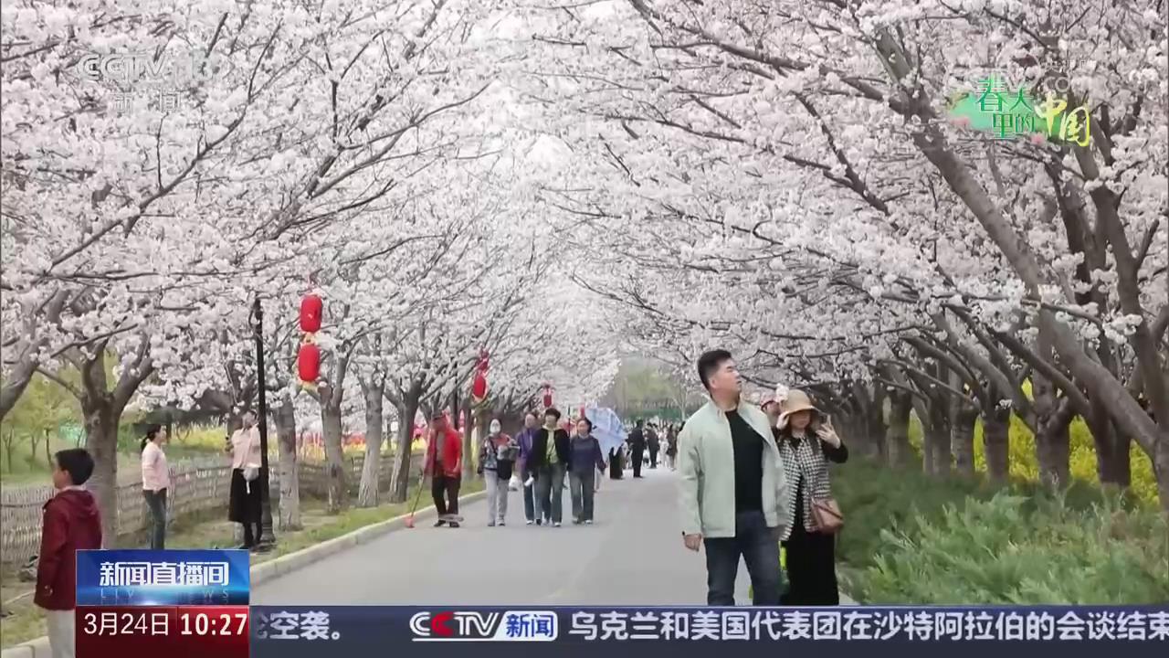 【央視關(guān)注河南鄭州】櫻花次第綻放 游客踏青賞花