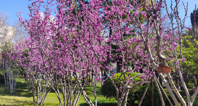 即日起至4月3日，“紫荆”有约，快来解锁你的专属浪漫