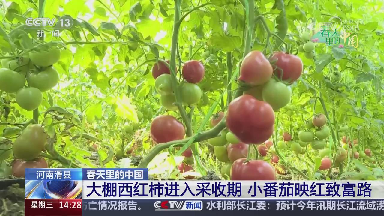 【央視關注河南滑縣】大棚西紅柿進入采收期 小番茄映紅致富路
