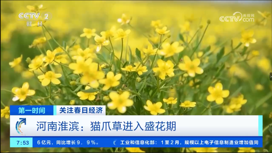 【央視關(guān)注河南淮濱】貓爪草進(jìn)入盛花期 加緊田間管理