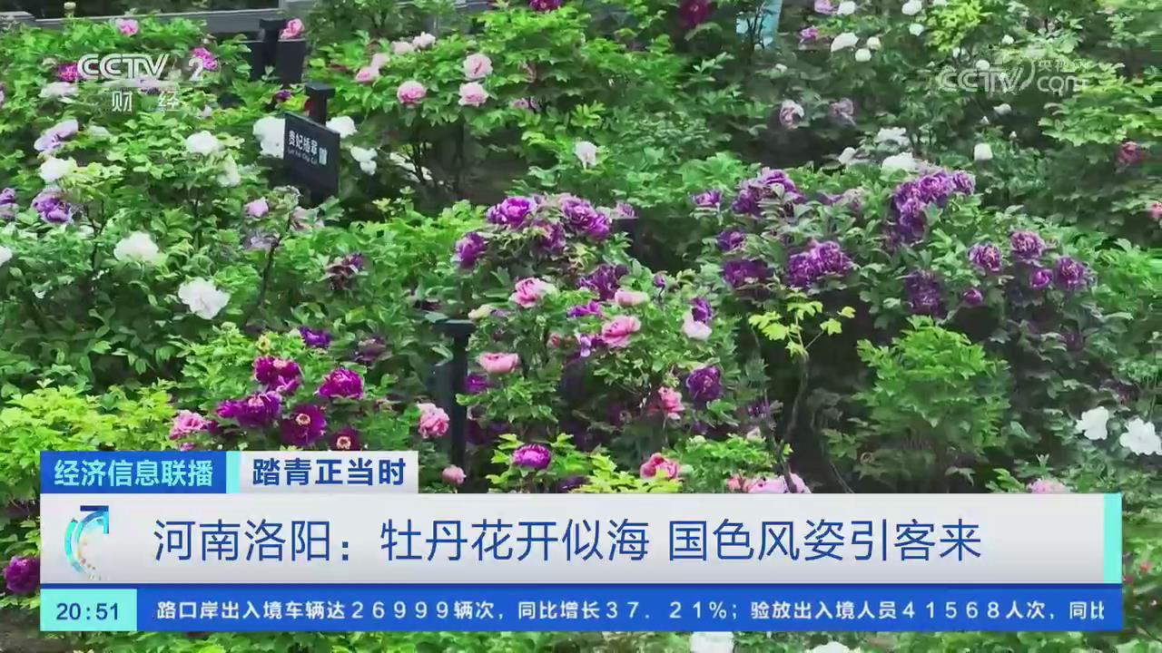 【央視關(guān)注河南洛陽】牡丹花開似海 國(guó)色風(fēng)姿引客來