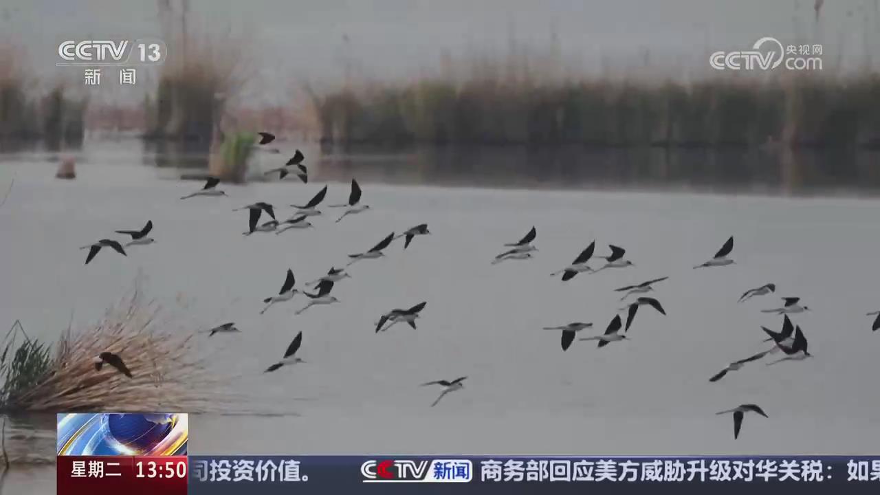 【央視關(guān)注河南周口】200余只黑翅長(zhǎng)腳鷸現(xiàn)身龍湖濕地