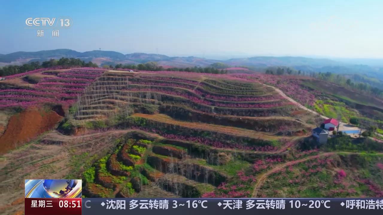 【央視關(guān)注河南桐柏】花艷梯田美 春色醉游人