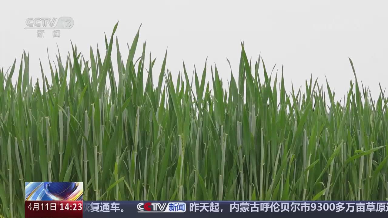 【央視關(guān)注河南】智能灌溉 高效護(hù)航小麥生長(zhǎng)