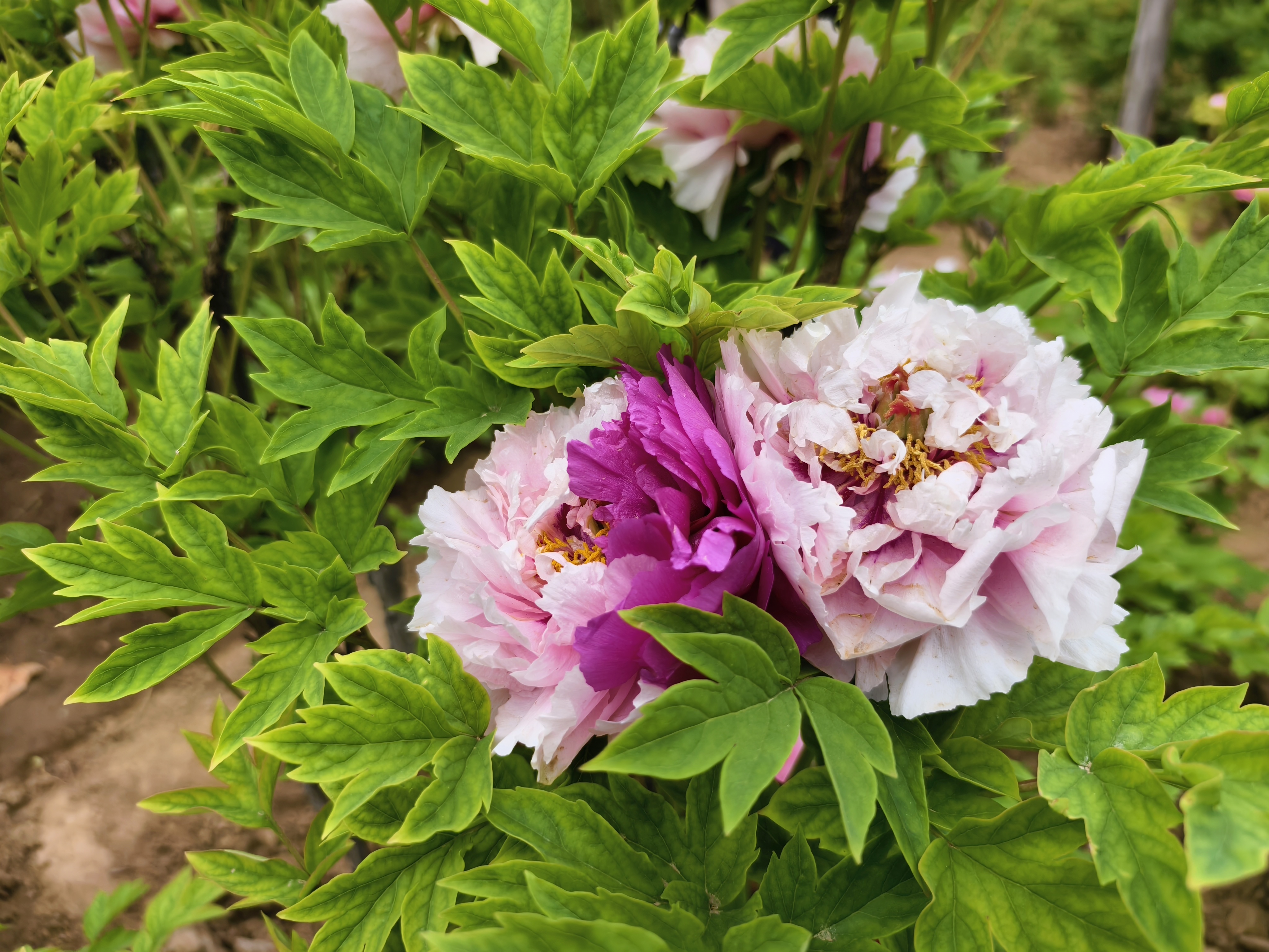 牡丹花開(kāi)正好 最多已開(kāi)760個(gè)品種