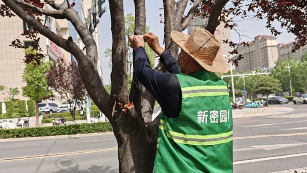 新密市：以虫治虫护绿 生物防治显效