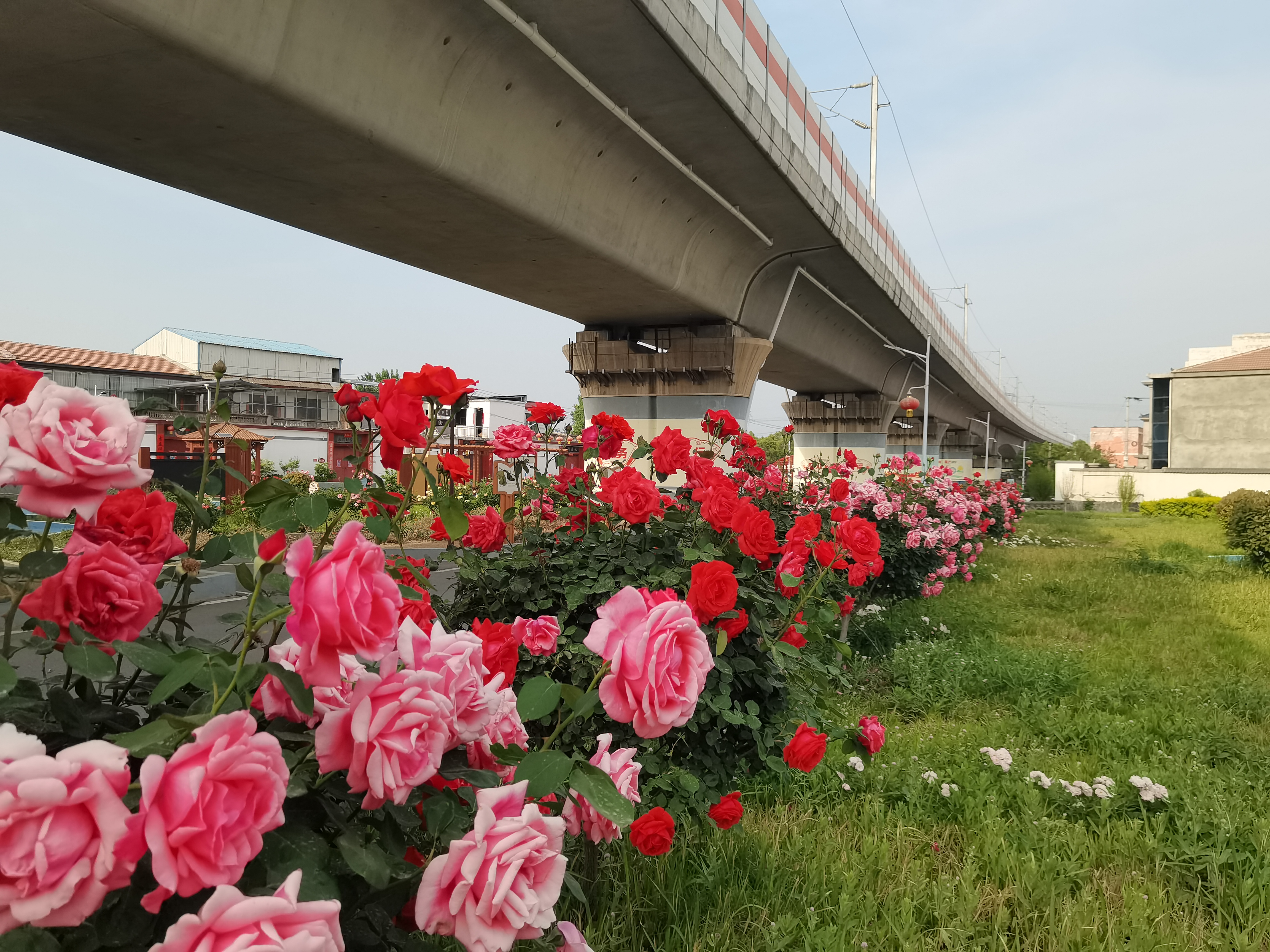 月季花开成海，等你邂逅最美时光