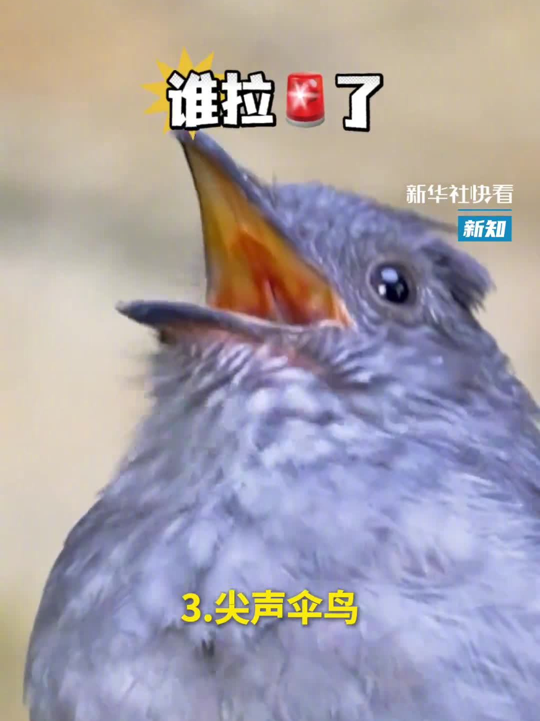 5種奇怪的鳥叫聲，你聽過幾種？