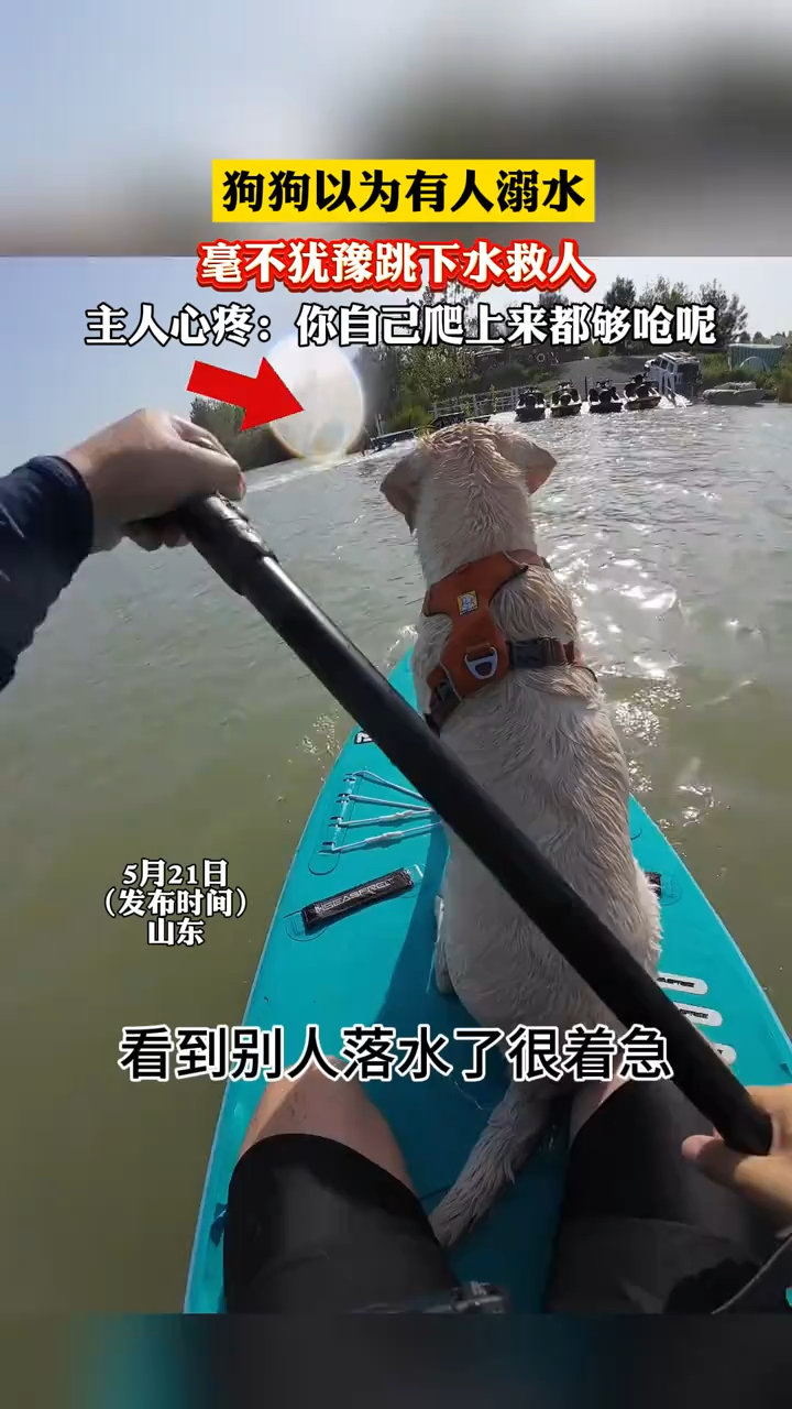 狗狗以為有人溺水毫不猶豫跳水救人