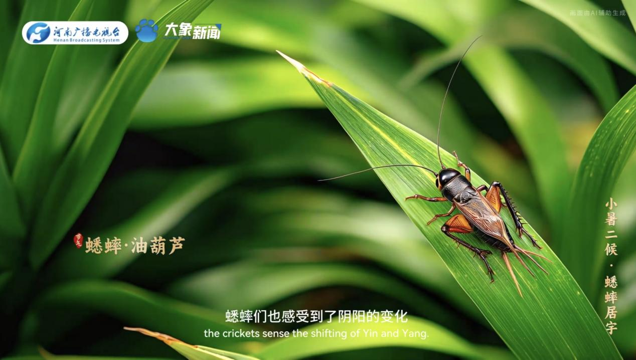 何以中國丨中國節氣·小暑