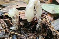 哀牢山发现7株冥界之花：一碰就枯萎