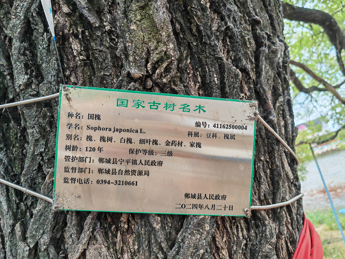 郸城县自然资源局：望闻问切诊疗古树 守护绿色文化瑰宝