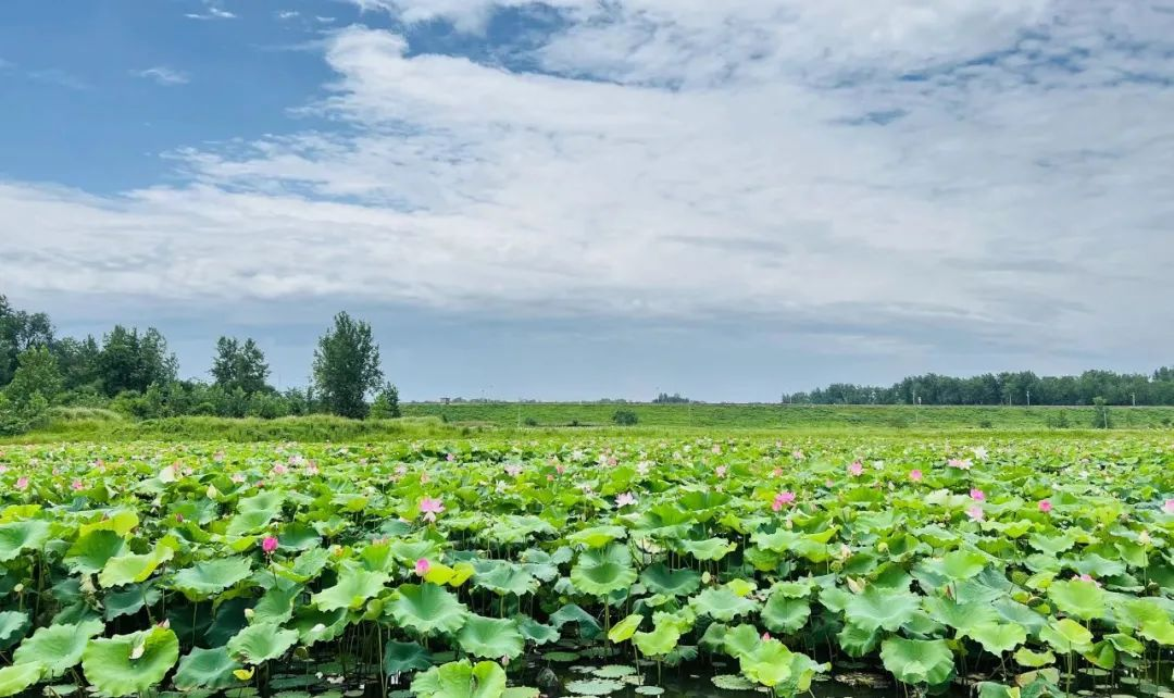 信阳市羊山新区：荷香深处致富路 双井阜阳村的“莲”动振兴图景